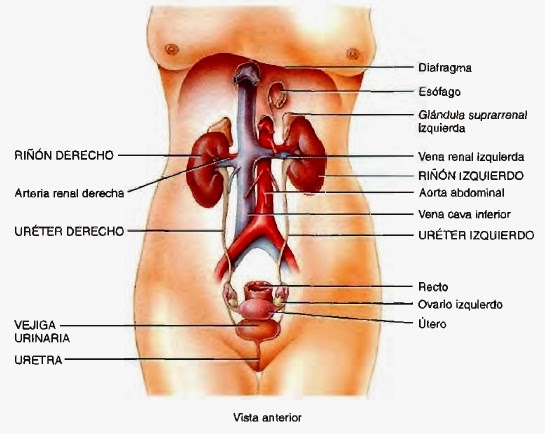sistema urinario femenino